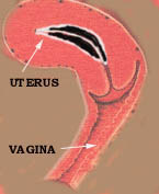 Endomtrium at 14 days