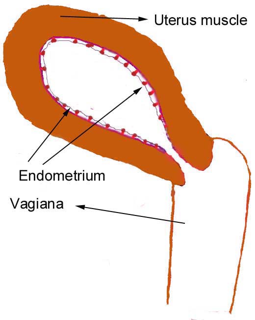 Progesterone pill's effect